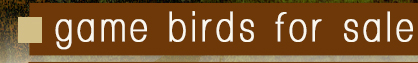 Gamebirds For Sale